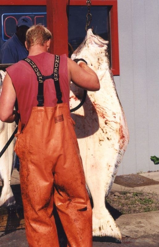 Homer halibut fish fisherman weigh